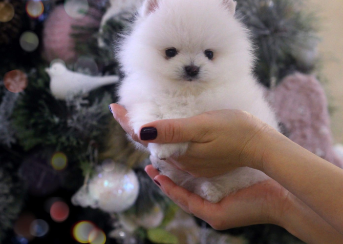 Teddy bear boo Pomeranian yavrularımız